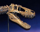 Junior T-Rex - Jane - Burpee Museum